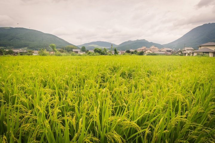 Yufuin Rice Field